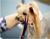 dog grooming salon
