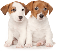 pet