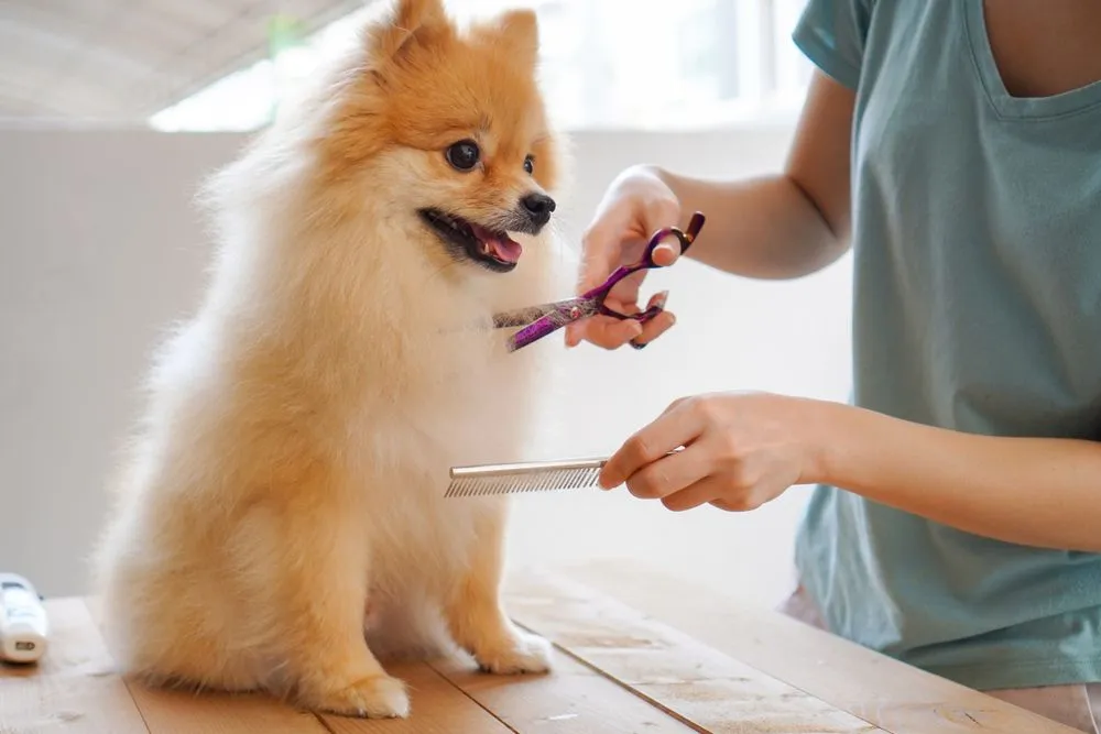 pet